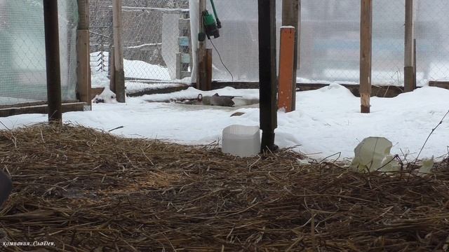 Белолобые гуси в вольере. Зима-Декабрь. смотреть онлайн