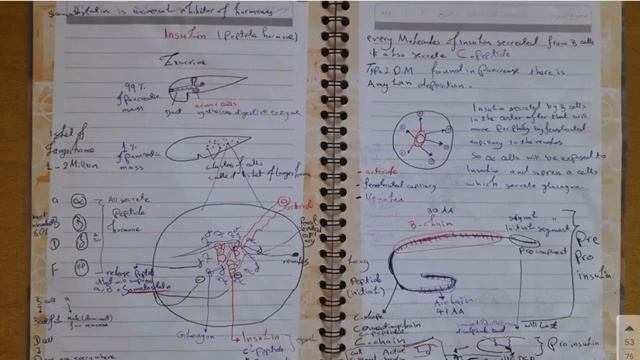 The journey of insulin : How does it get secreted ? | Part (1) смотреть онлайн