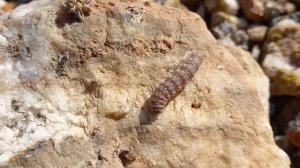 Путешествие на озеро Балхаш. Поиск монет и знакомство с природой Прибалхашья.