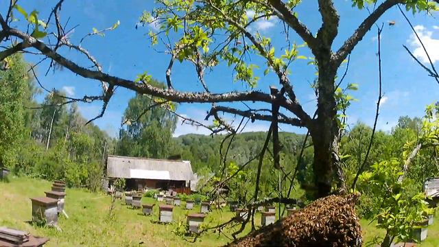 Рой пчел смотреть онлайн