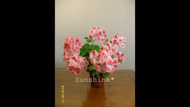 Pelargonium Rosy Morn 2 смотреть онлайн