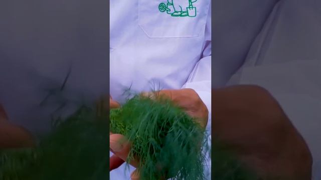 Сорт пушистого укропа, который будет зеленым весь сезон. Выращивание укропа в открытом грунте.