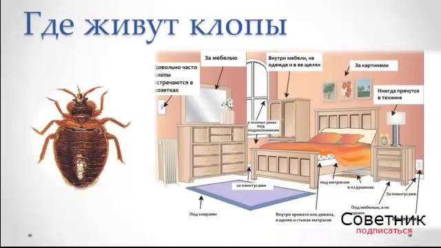 Как избавиться от клопов уничтожение, борьба, признаки смотреть онлайн
