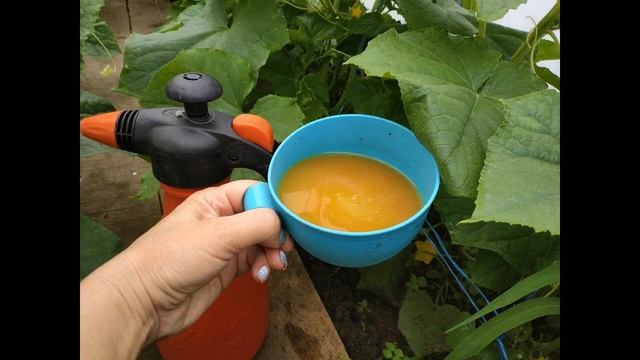 Чем поливать огурцы, чтобы быстрее росли и плодоносили