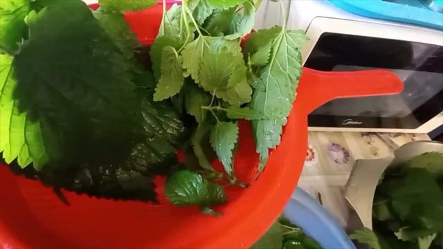 Как заморозить крапиву чтобы не жгла руки