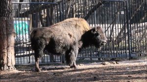 Один бизон подошёл пообщаться, но ему не понравилось когда его гладят 18.04.2024