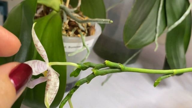 ОСЕННЕ-ЗИМНЕЕ ЦВТЕНИЕ ОРХИДЕЙ 2023 №1 смотреть онлайн