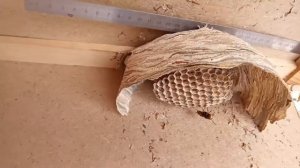 Шершни строят своё гнездо. Заснял весь процесс строительства.