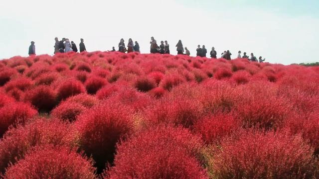 茨城 ひたち海浜公園【コキア】HITACHI SEASIDE PARK Kochia Scoparia Grass смотреть онлайн