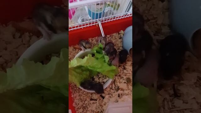 Дети Многодетной Мамы Mary обедают. Сколько же их ??? здесь??? смотреть онлайн