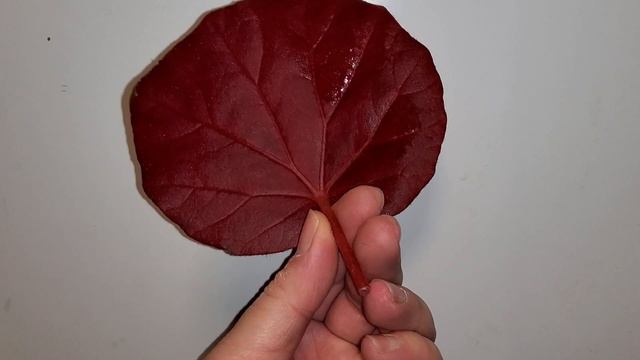 begonia U497 смотреть онлайн