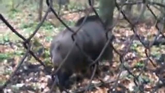 Дикий кабан в Жирновске. смотреть онлайн