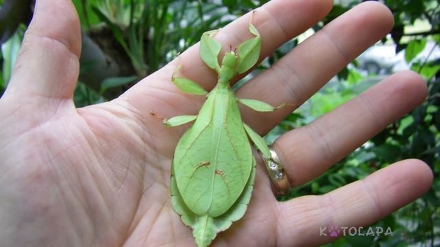 7 ЖИВОТНЫХ, В СУЩЕСТВОВАНИЕ КОТОРЫХ СЛОЖНО ПОВЕРИТЬ смотреть онлайн