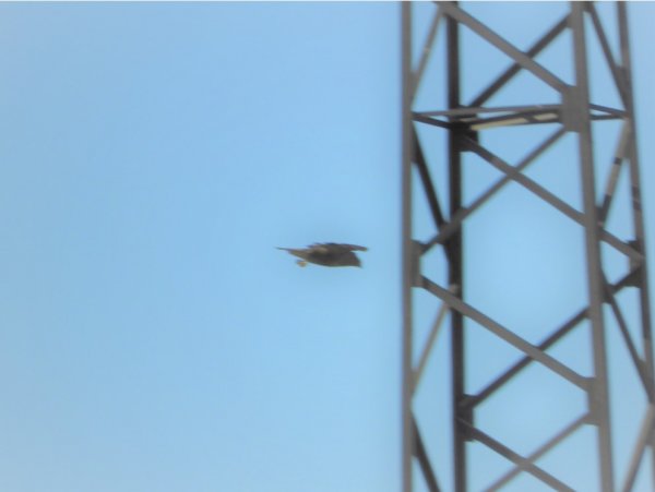 Биосфера. Канюк обыкновенный. Ролик без редактирования. Птица охотится. Завораживающий полёт.