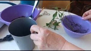 КАК РЕАНИМИРОВАТЬ КОМНАТНУЮ РОЗУ