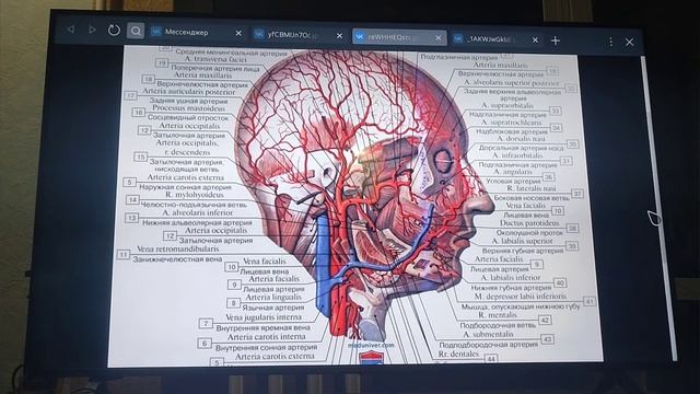 НАРУЖНАЯ СОННАЯ АРТЕРИЯ смотреть онлайн