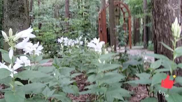 колокольчик белый цвет,появился ты на свет,чтобы радость нам дарить.не смогу тебя забыть смотреть онлайн