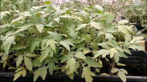 ЙОД И АТЛЕТ ДЛЯ РАССАДЫ ТВОРЯТ ЧУДЕСА.РЕЗУЛЬТАТ