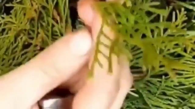 Как успешно размножить тую в домашних условиях смотреть онлайн