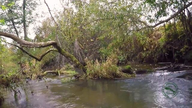 Сухая мушку на ручьях. Техника ловли нахлыстом и основные забросы. / dry fly fishing