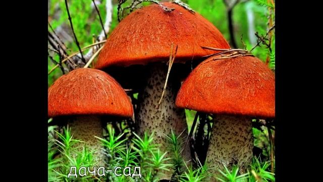 ПОСАДКА ГРИБОВ НА ДАЧНОМ УЧАСТКЕ Подосиновик красный смотреть онлайн