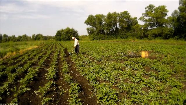 Окучиваем картошку электротяпкой