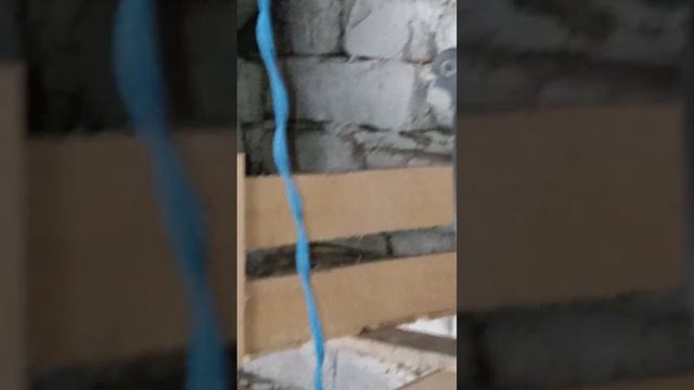 04.03.2023. голуби жуки сочей беллых жёлтых челкарей сизых сирены таспаны и.т.д смотреть онлайн