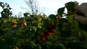 Малина ремонтантна Зева, Швейцарская селекция