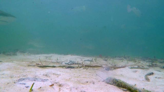 These sharks were swimming under my bed смотреть онлайн