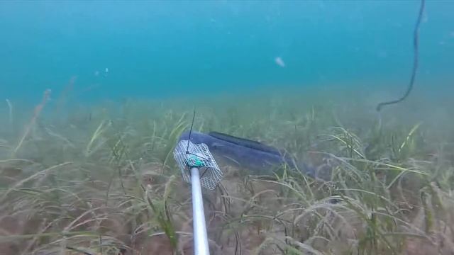 Conger conger (Linnaeus, 1758) - European Conger смотреть онлайн