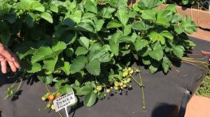 Клубника в Сибири