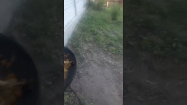 Нутрия на сковороде из диска с овощами смотреть онлайн