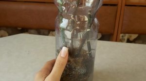 Размножение ОРХИДЕЙ? ЛЕГКО И ПРОСТО/ как на срезанном  цветоносе получить детку