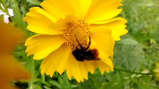 Сбор нектара смотреть онлайн