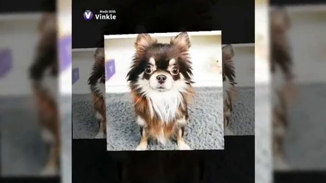 Anny Magic и её питомцы в стиле TikTok😍🔮 смотреть онлайн