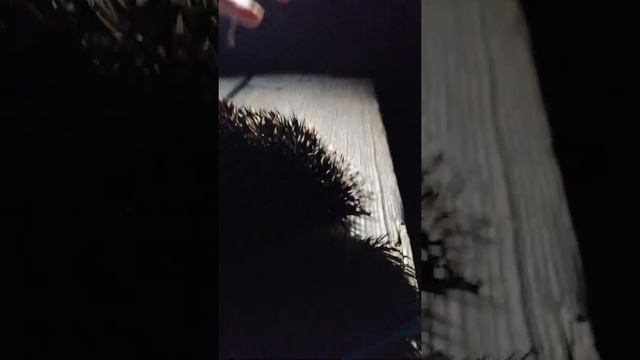 Большая жопа ежа застряла в заборе смотреть онлайн