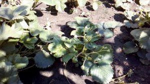 Размножение ремонтантной клубники усами