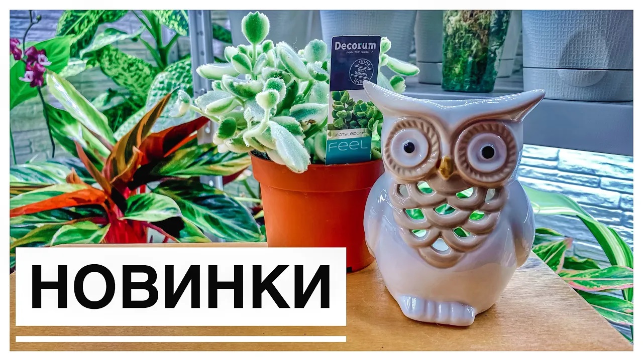 Будни цветовода _ Новинки _ 01.11.2022г..mp4 смотреть онлайн