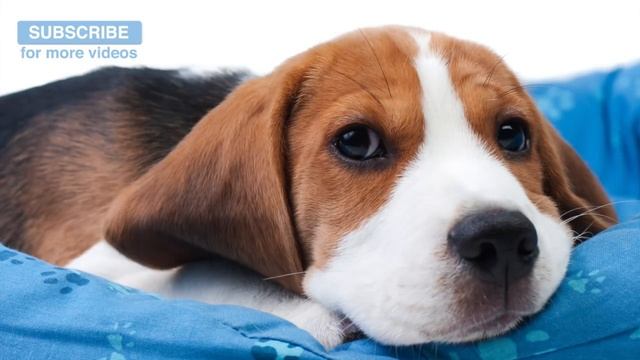 Try our MAGICAL Dog Music Today! High Freq Relaxing Music! Watch them Calm Down Within Minutes! смотреть онлайн