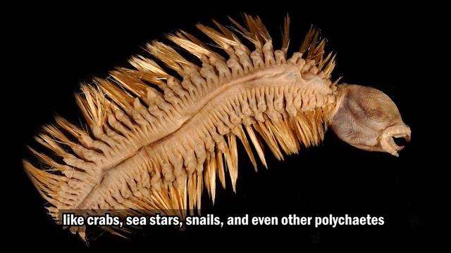 Antarctic Gold Worm - Unknown Nightmares Species In The Deep Sea смотреть онлайн