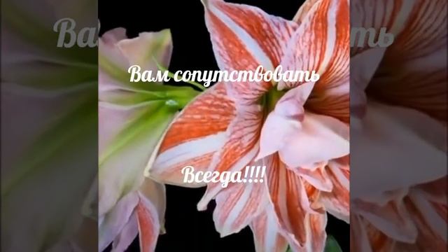 С добрым утром!!!! Начните день с улыбки!!! смотреть онлайн