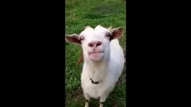 Смешной козел смотреть онлайн