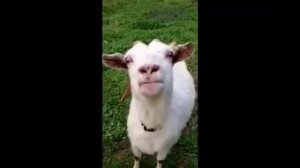 Смешной козел