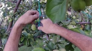 Как подвязать яблоню. Спасаем урожай!!!