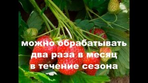 От клеща и грибков-Тиовит Джет. Необходим клубнике!
