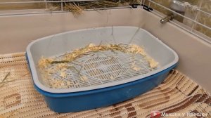 Обустройство клетки для морской свинки. Что должно быть в клетке.