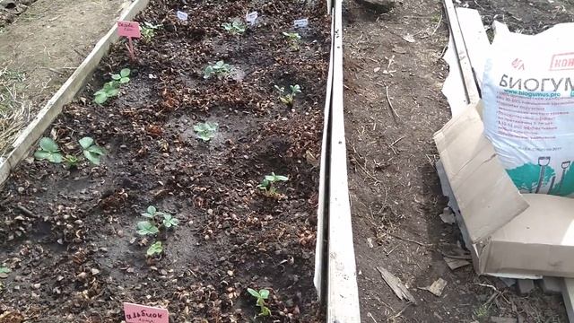 Парничок с ремонтантными сортами садовой земляники. 18 мая 2021 г. смотреть онлайн