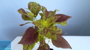 Каталог колеусов 2021