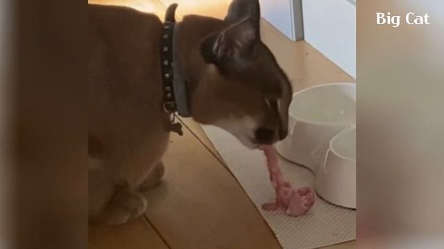 Caracal Pumba Loves to Eat Raw Meat : Floppa смотреть онлайн