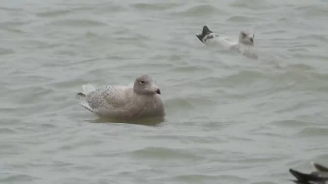 Бургомистр - Larus hyperboreus.mp4 смотреть онлайн